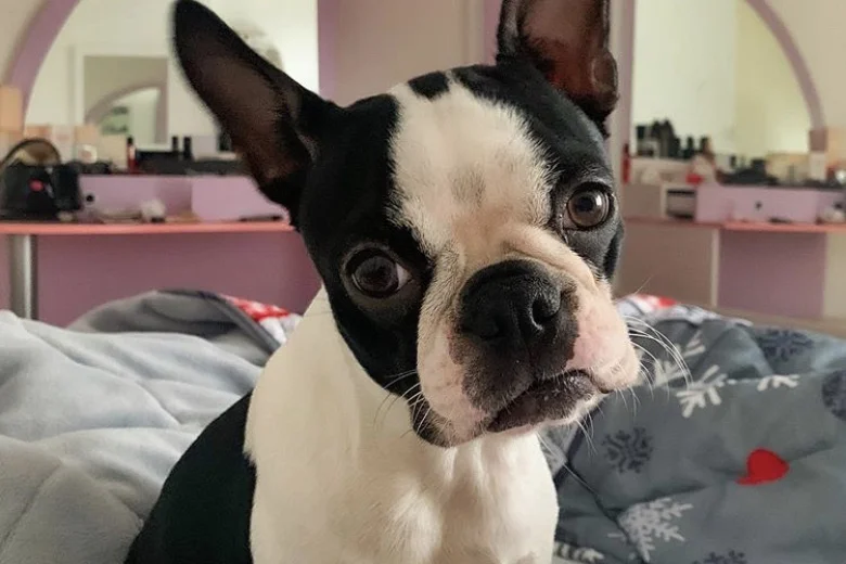 Boston Terrier