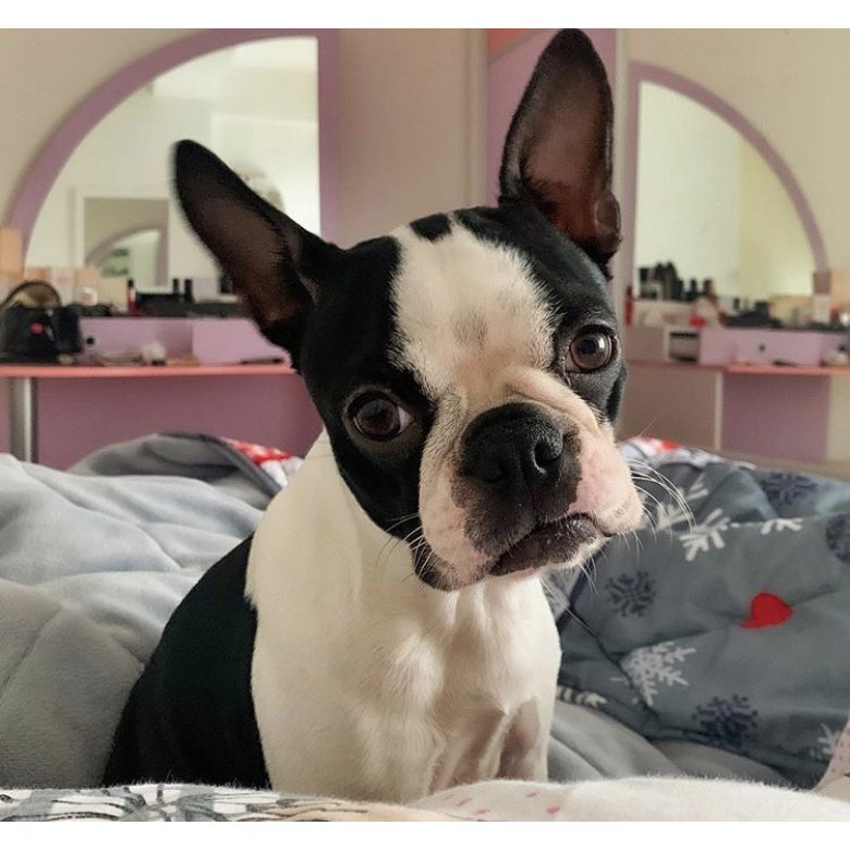 Boston Terrier