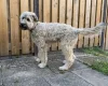 Bouvier Des Flandres