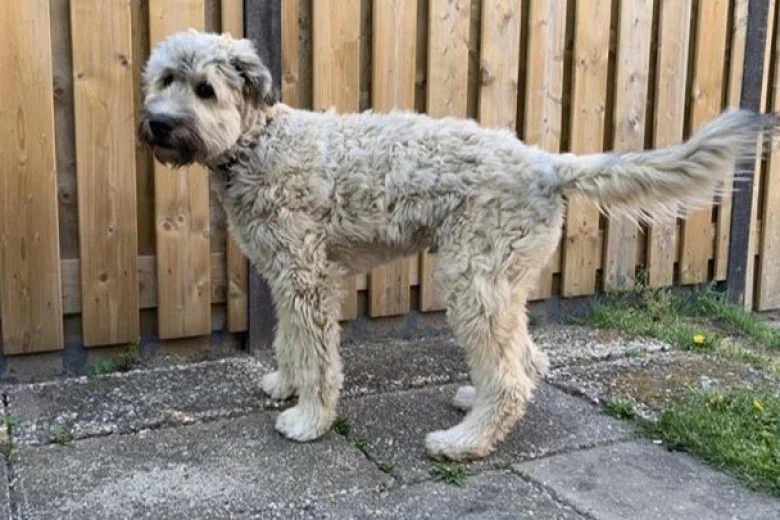 Bouvier Des Flandres