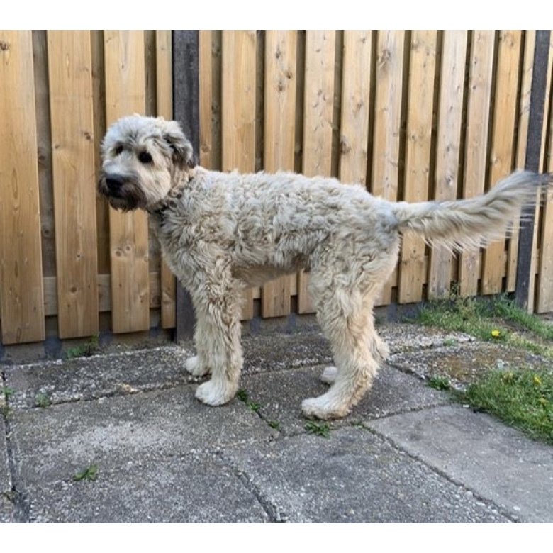 Bouvier Des Flandres