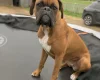 Boxer