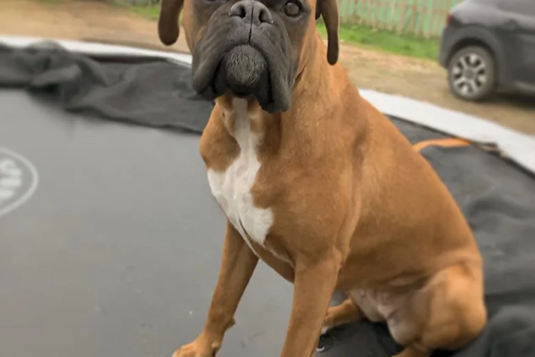 Boxer