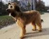 Briard