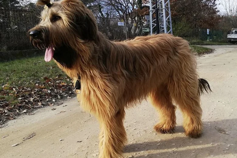 Briard