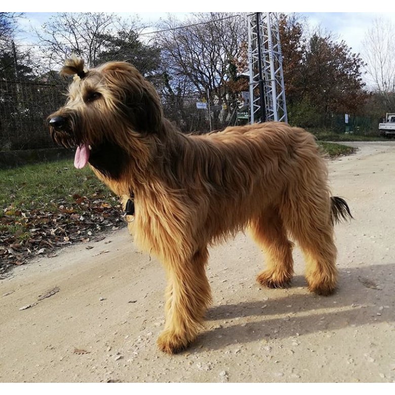 Briard