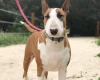 Bull Terrier