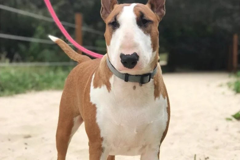 Bull Terrier