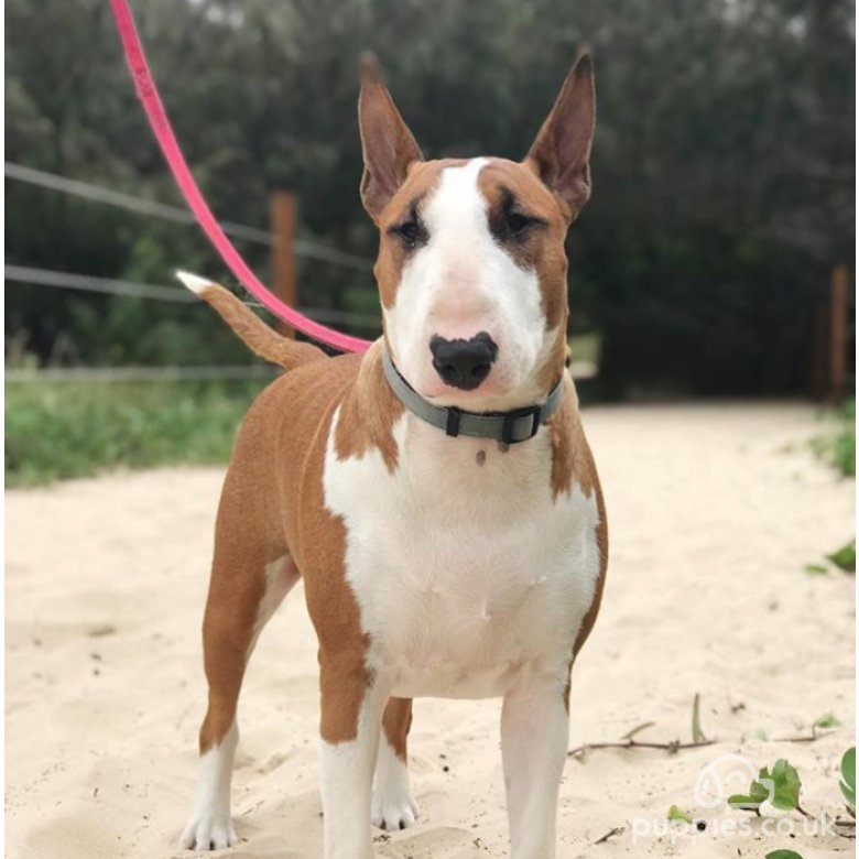 Bull Terrier