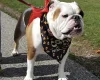 English Bulldog