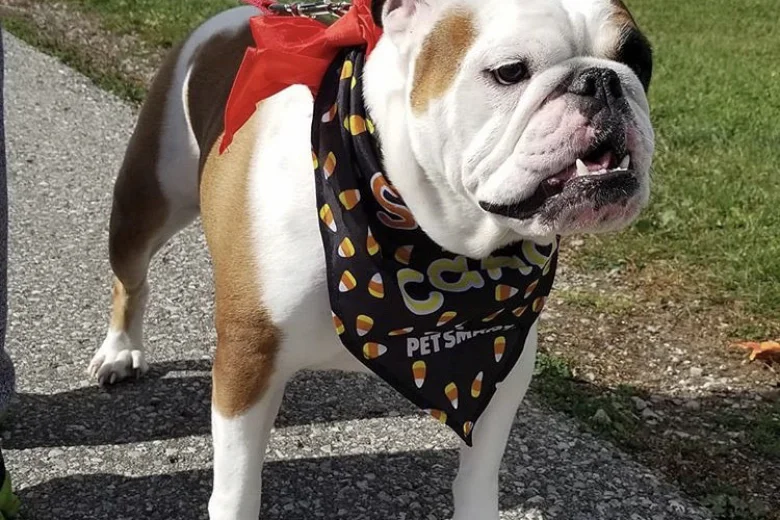 English Bulldog