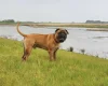 Bullmastiff