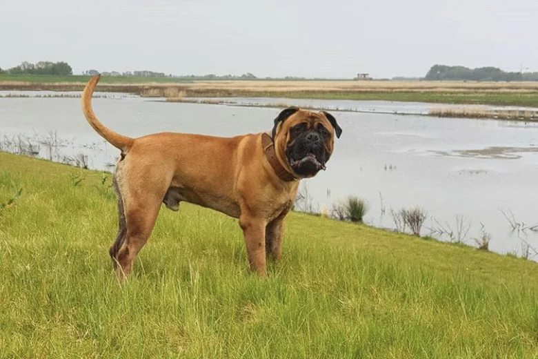 Bullmastiff