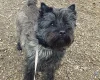 Cairn Terrier