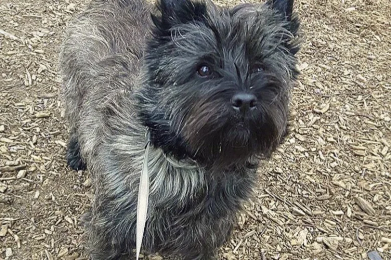 Cairn Terrier