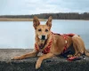 Canaan Dog