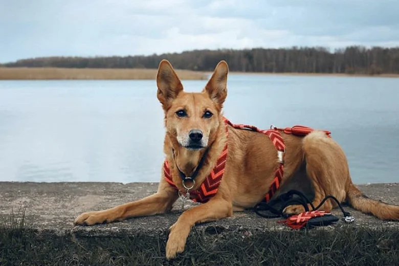 Canaan Dog