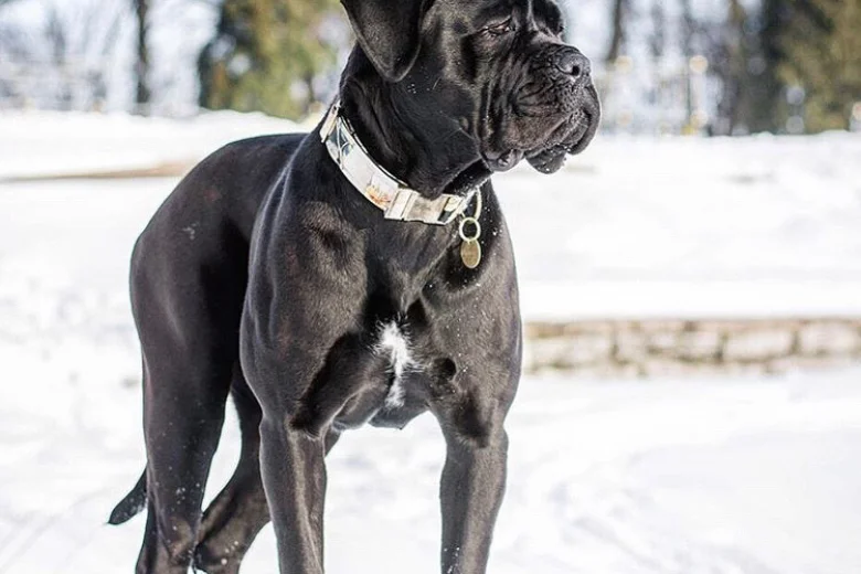 Cane Corso