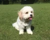 Cavachon