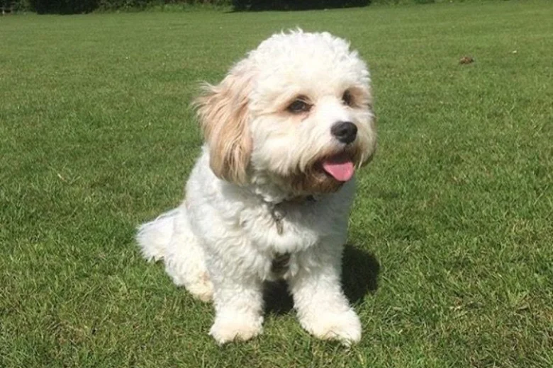 Cavachon