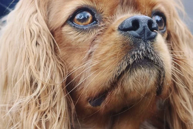 Cavalier King Charles Spaniel
