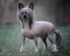 Chinese Crested