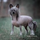 Chinese Crested