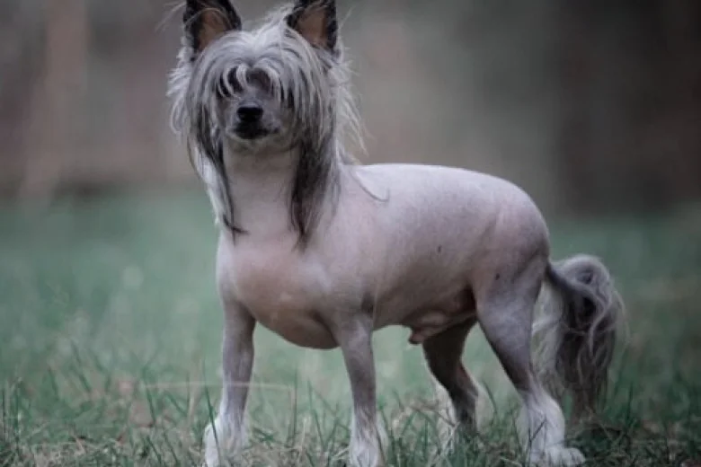 Chinese Crested
