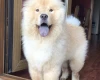 Chow Chow