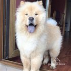 Chow Chow