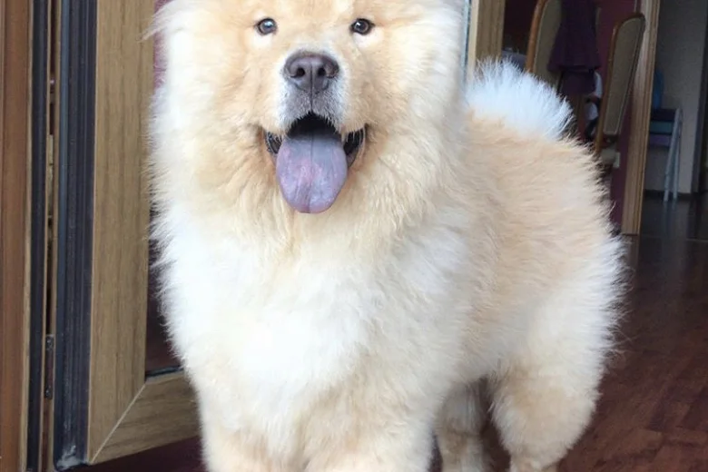 Chow Chow