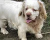Clumber Spaniel