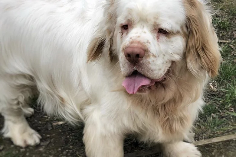 Clumber Spaniel