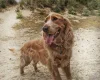 Cocker Spaniel (Show)