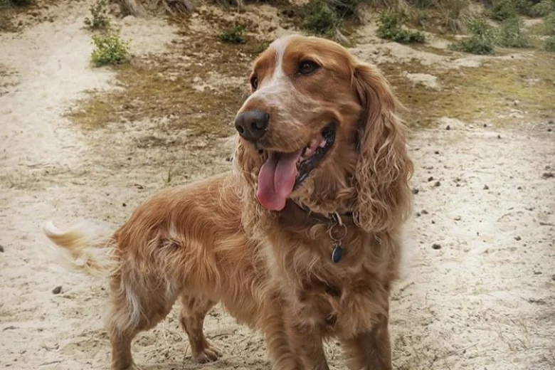 Cocker Spaniel (Show)