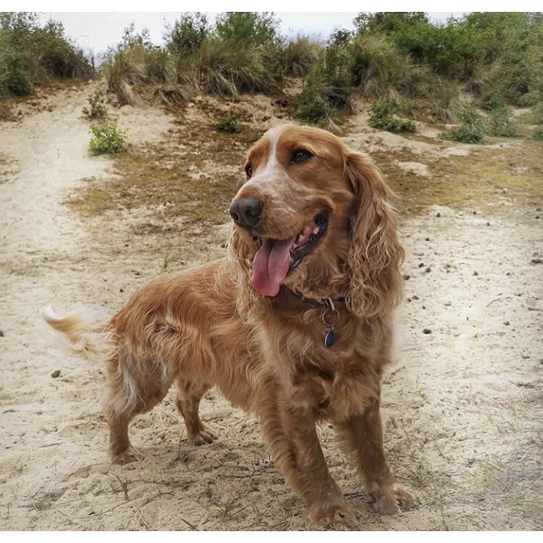 Cocker Spaniel (Working & Show)