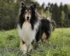 Rough Collie