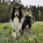 Rough Collie