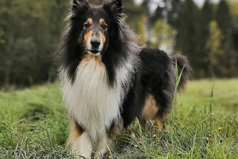 Rough Collie