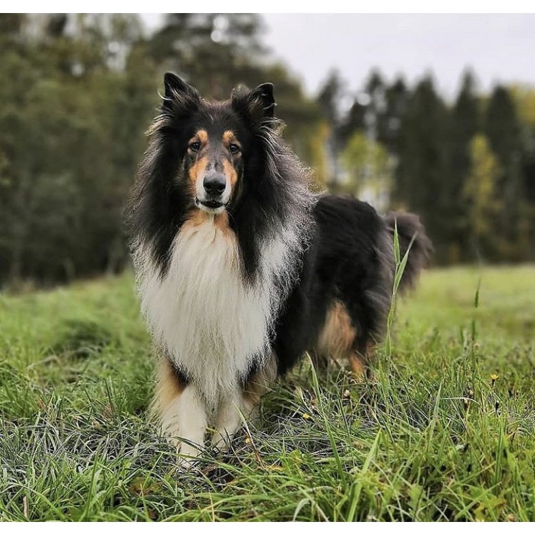 Rough Collie