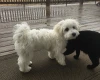 Coton De Tulear