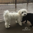 Coton De Tulear