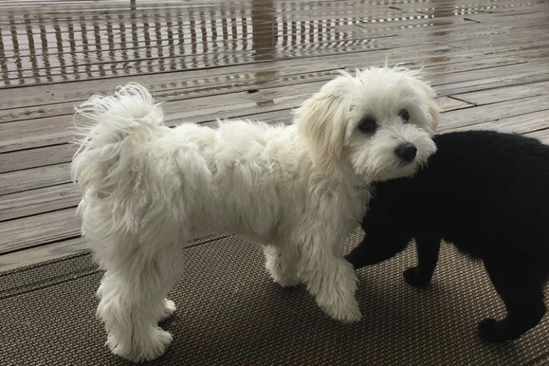 Coton De Tulear