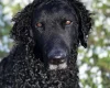 Curly Coated Retriever