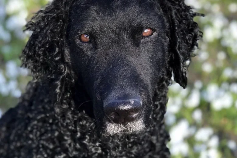 Curly Coated Retriever