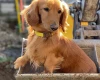 Dachshund (Smooth Haired)
