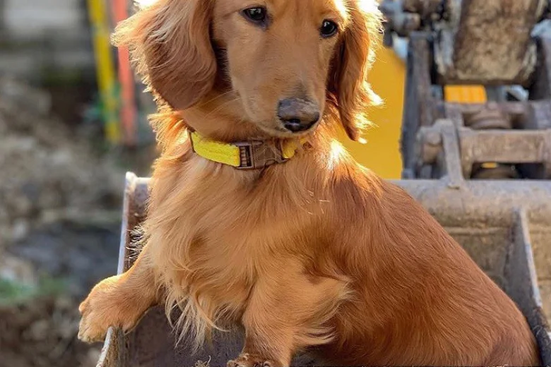 Dachshund (Smooth Haired)