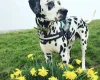 Dalmatian