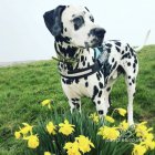 Dalmatian