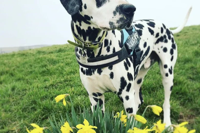 Dalmatian